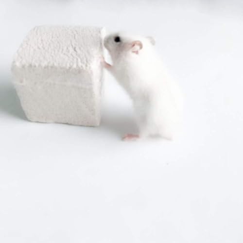 Hamiledyi Hamster Chew Toy Lava Teeth Grinding Square Stone for Hamsters Chinchillas and Rabbits Mineral Stone Calcium Chew Toy for Small Animal(Pack of 10) - size: 1.57 Inch Diameter