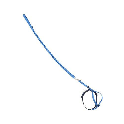 PetSafe Come with Me Kitty Harness and Bungee Cat Leash, Royal Blue, Medium | Adjustable 2-Point Fit Applies Gentle Pressure to Shoulders, Not Neck, for Small & Average Cats with 10.5 in - 14 in Girth - color: Royal Blue, size: Medium (Pack of 1)