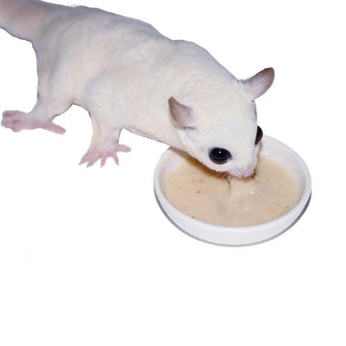 Exotic Nutrition Sugar Glider Complete Deluxe Food Starter Package - Nutritionally Complete Pellet Diet & High Protein Supplemental Food for Sugar Gliders… (3 Piece Set) - size: 1 Count (Pack of 3)