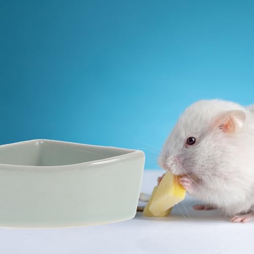 iplusmile Hamster Feeding Basin Ceramic Hamster Food Bowl for Small Pets Anti-Turning Food Feeder for Guinea Pig Hedgehog and Bears 3.93 X 3.93 X 1.37 in Easy to Clean