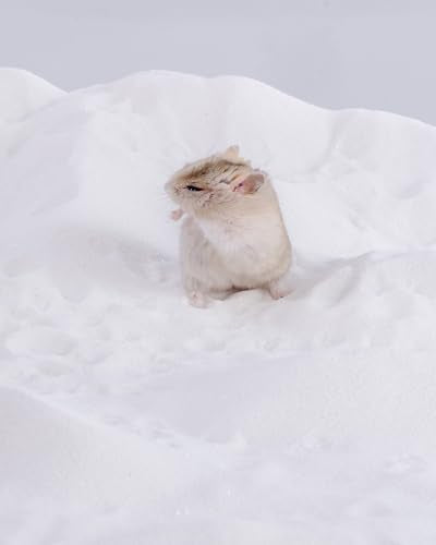 Niteangel Hamster Desert Bath Sand: 2.5lb/40oz No-Dust Bath & Easy to Clump | Helps Odor Control & Remove Excess Grease - Potty Litter Sand for Hamster Chinchillas Gerbil Mice Degu or Other Small Pets - color: White Sand, size: 2.5LB/40oz