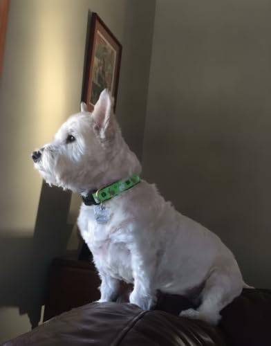 Up Country Garden Rabbit Pattern (Garden Rabbit Dog Collar, Medium (12 to 18 Inches) 1 Inch Wide Width) - size: Medium (12 To 18 Inches) 1 Inch Wide Width