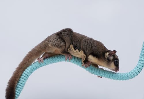 Sugar Glider Cage Accessories, Ideal Climbing Toys Supplies for Tank Habitat