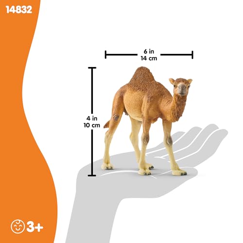 schleich Wild Life - 4" Dromedary Figurine with Realistic Hump - Durable Safari Camel Toy for Tactile Imaginative Play - Desert Animal Figure Educational Toy for Children - Kids Ages 3+ | 14832