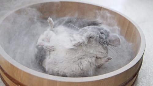 Lixit Blue Beauty® Chinchilla Dust Powder - Dry Bath Grooming Dust for Hamsters, Gerbil, Degus, and Small Animals - Made in the USA (3 Pound) - size: 3 Pound