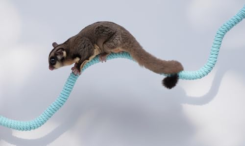 Sugar Glider Cage Accessories, Ideal Climbing Toys Supplies for Tank Habitat