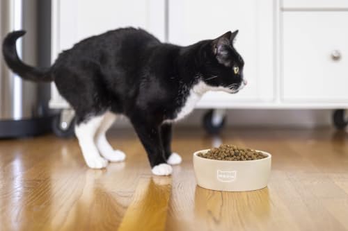 Pearhead Ceramic Cat Bowl, Holds 12 oz, Taupe Meow Design - color: Taupe "Meow", size: Single Bowl