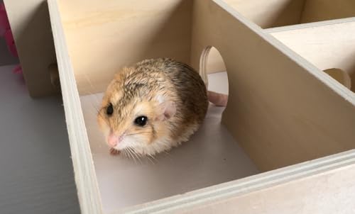 Chamber Box - Fun & Unique Cage Accessory for Dwarf Hamsters, Golden Hamsters, Degus, Gerbils and Other Small Animals. (Large) - size: Large