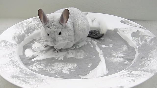 Lixit Blue Beauty® Chinchilla Dust Powder - Dry Bath Grooming Dust for Hamsters, Gerbil, Degus, and Small Animals - Made in the USA (3 Pound) - size: 3 Pound