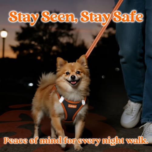 rabbitgoo Dog Harness Small Sized and Leash Set, Step in Soft Vest | Breathable Mesh, Easy Wear with Hook & Loop, Light and Reflective for Walking, Multi-colored, Black & Orange, XXS - color: Black & Orange, size: XXS (Chest: 12.4"-14.2")