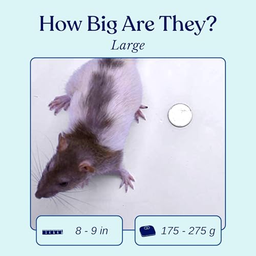 MiceDirect Frozen Rat Large Feeder Food Adult Ball Pythons, Monitors, Lizards & Birds of Prey, 40 Ounce (10 Count) - size: 8-9 in (Pack of 10)