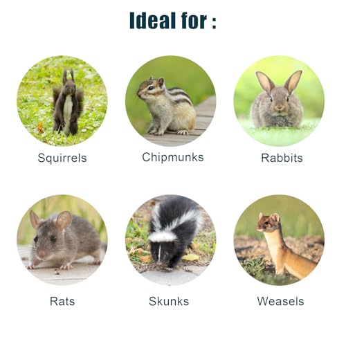 Live Animal Cage Trap, Heavy Duty Humane Cage Trap for Squirrels, Chipmunks, Rabbits, and Small Rodents, Safely Catch & Release - 1 Trap