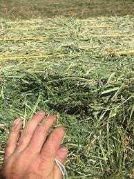 Halby's Hay Premium Alfalfa Hay – 8 lb Bag – Soft Leafy Sun-Cured Hand-Packed Feed for Rabbits, Guinea Pigs, Chinchillas, Tortoises & Small Pets – High Protein, Family-Farmed, California Grown