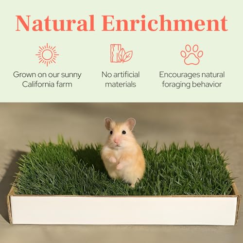 Natural Grass Patch for Guinea Pig, Hamster, Rabbit, Grande 24x9 | All-natural, disposable grass bed for indoor/outdoor use - supports burrowing, foraging, and chewing instincts in small pets - size: Grande