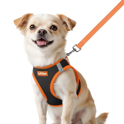 rabbitgoo Dog Harness Small Sized and Leash Set, Step in Soft Vest | Breathable Mesh, Easy Wear with Hook & Loop, Light and Reflective for Walking, Multi-colored, Black & Orange, XXS - color: Black & Orange, size: XXS (Chest: 12.4"-14.2")