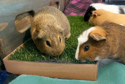 Guinea Pig Pee Pads, Fresh Grass Mat, Hamster Small Pet Bed 12x9 | Hydroponically grown grass with 2x the grazing area - great for guinea pigs, hamsters, hedgehogs, and multi-pet households - size: 12x9 Inch (Pack of 1)