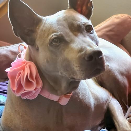 ARING PET Velvet Dog Collars, Purple Soft Pet Collar with Detachable Felt Flower Metal Buckle for Puppy Small Medium Large Boy Girl Dogs-XS - color: F-Purple, size: X-Small (Pack of 1)