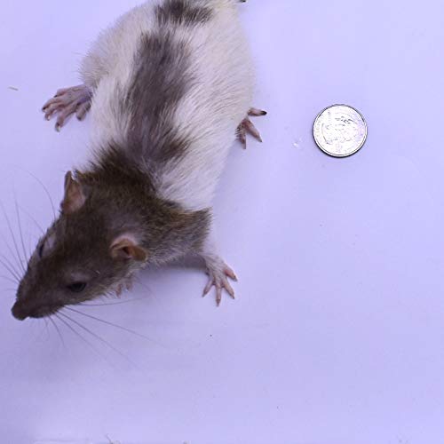 MiceDirect EST. 2003 3 Rat Larges & 3 Rat Jumbos Combo Pack Food for Burmese Pythons Large Monitors (6 Count)(9-11 in) - size: 9-11 in (Pack of 6)