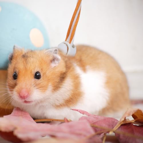 Hypeety Syrian Hamster Leash Harness Set Adjustable Training Walking Lead | Adjustable 0.79-3.54'' chest, 55.12'' lengh, soft nylon leash with finder bells, for rat/gerbil, easy to put on, random color - color: Rope Random 55.12"