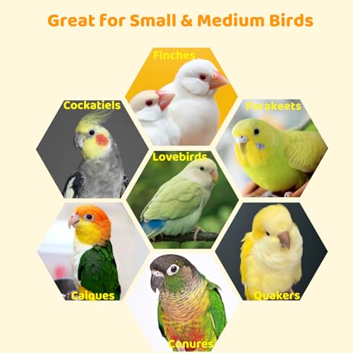 Bird Swing Perch Stainless Steel, Toy for Small Animal Parakeet Cockatiels Conures, Hanging Bird Cage Accessories to Balance Training for Budgies, Parrotlets, Rats, Hamsters, Sugar Gliders
