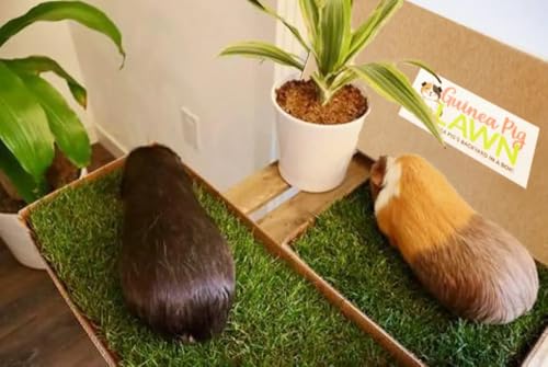 Guinea Pig Pee Pads, Fresh Grass Mat, Hamster Small Pet Bed 12x9 | Hydroponically grown grass with 2x the grazing area - great for guinea pigs, hamsters, hedgehogs, and multi-pet households - size: 12x9 Inch (Pack of 1)