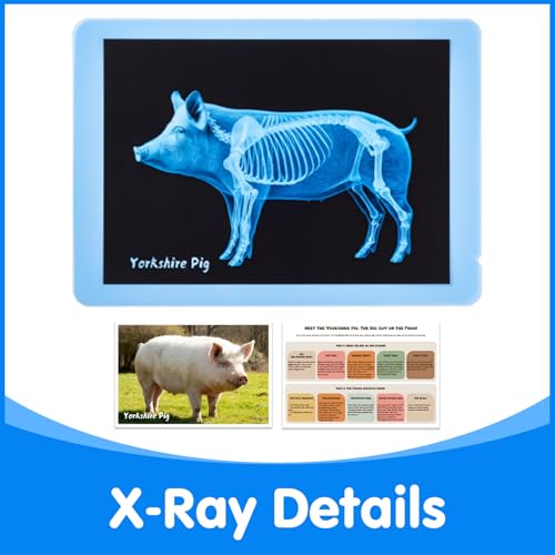 10 Pcs Farm Animal Xrays - Light Table Accessories | Vet Role Play & Preschool Learning Farm Animal X-Ray Set - style: Farm Series