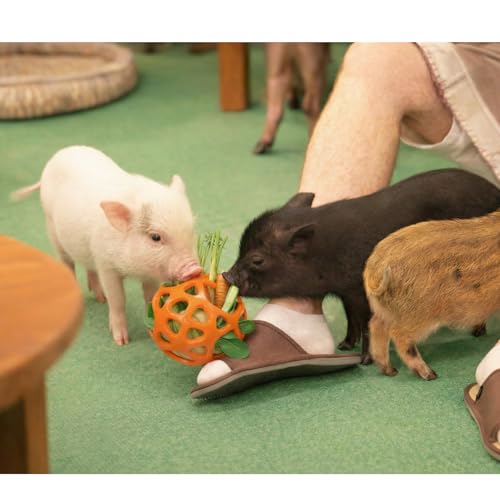 Hanging Treat Dispenser Ball and Chew Toy for Mini Pigs