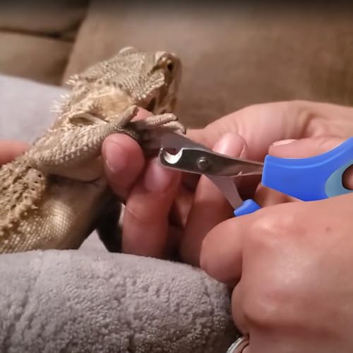 KEUYE Bearded Dragon Nail Clippers,Stainless Steel Bearded Dragon Toe Nail Clippers with Precise Angled Edges (Blue) - color: Blue