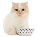Necoichi Shallow Wide Ceramic Cat Food & Water Bowl (Dots Style, Basic Flat) - color: Dots