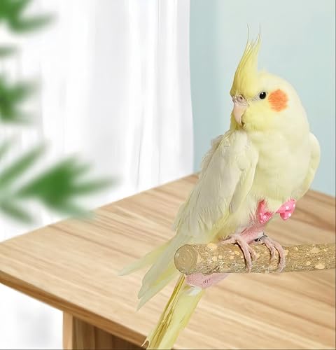 2Pcs Bird Diapers Bird Harness Flight Suits Diapers with 80 Inch Flying Leash Parrot Nappy Washable Cute Urine Wet Suit for Cockatiel Conure Macaw Budgies Parakeet-Rabbit&Kitten,M - size: M
