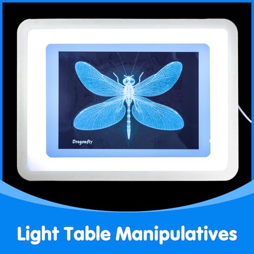 Insect Xrays – Bug Science Kit - Light Table Accessories | Bug Detectives for Kids, STEM Learning Insect X-Ray Set - style: Insect Series