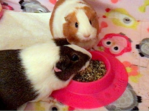 Tip-Proof Ergonomic Pet Bowl for Guinea Pig and Other Small Pets, 1/4-Cup Small Size, Fuchsia (Pink) - size: Small 1/4 cup