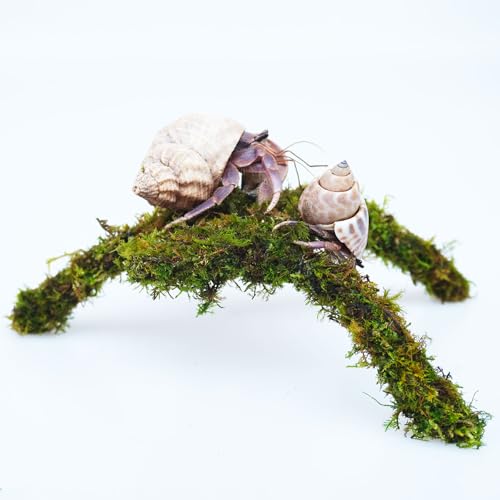 Hermit Crab Accessories, 7 Inch Adjustable Hermit Crab Climbing Toys, Mini Play and Hide Platforms