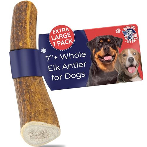Devil Dog Pet Co Whole Elk Antlers for Dogs, XL, Aggressive Chewers | Naturally shed Grade A Rocky Mountain elk antler, single ingredient, long lasting, 7 in+, fits breeds up to 95 lb - style: WHOLE - XL - 1 Pack