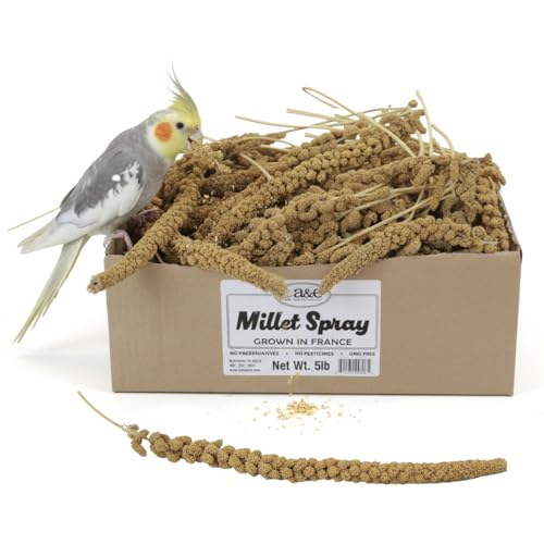 A&E Cage Co AE9055 Premium French Millet Spray, 5 lb Bulk Box Bird Treat | Grown in France, Natural Whole Sprays, Bulk Supply for Breeders & Multi-Bird Homes, Encourages Foraging - size: 5lbs