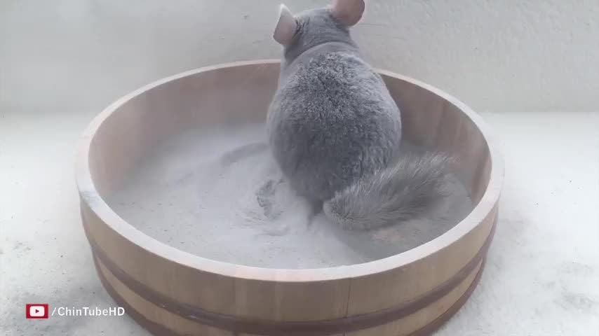 Lixit Blue Beauty® Chinchilla Dust Powder - Dry Bath Grooming Dust for Hamsters, Gerbil, Degus, and Small Animals - Made in the USA (3 Pound) - size: 3 Pound