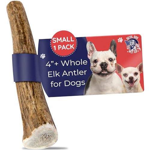 Devil Dog Pet Co Whole Elk Antlers for Dogs, Small, Aggressive Chewers | Naturally shed Grade A Rocky Mountain elk antler, single ingredient, long lasting, 4 in+, fits breeds up to 25 lb - style: WHOLE - Small - 1 Pack
