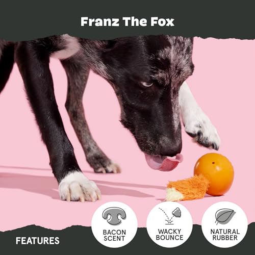 BarkBox Franz The Fox Dog Toy | Natural Rubber, Bacon Scented, Thrashy Tail & Wacky Bounce | Dog Toy for Aggressive Chewers - color: Franz the Fox-Medium