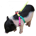 Pig Adjustable Harness Leash for Hog, Ferret, Rabbit, Dog and Similar Small Animals