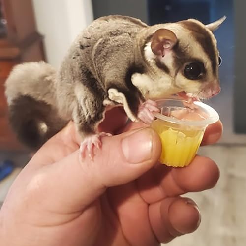 Sugar Glider Treat Bundle - Natural Healthy Assortment - Nectar Pods, Fish Sticks, EZ Worms, Agave Sticks - Suagr Gliders, Rats, Chinchillas, Ferrets, Hamsters, Hedgehogs & Other Small Animals
