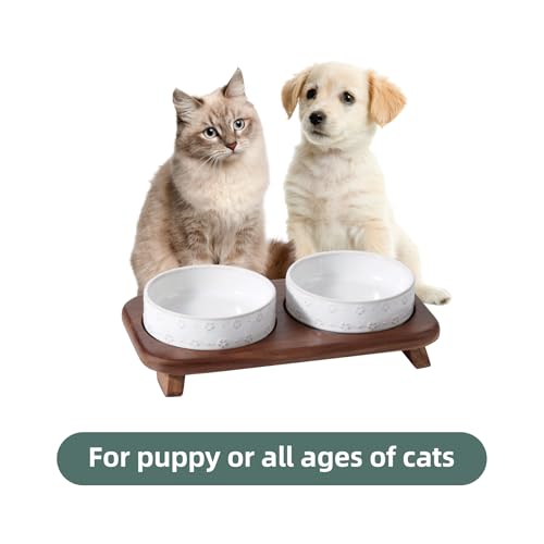 Havniva Ceramic Cat Food Bowl, 6.1" Raised Cat Bowls with Acacia Wood Stand | Elevated Cat Bowls, Whisker Friendly, Extra Wide Opening, Aesthetic Cat Dishes, Elegant Pet Bowls, Food-grade Ceramic, Kitten - color: 2 Bowls+Stand- Arctic White