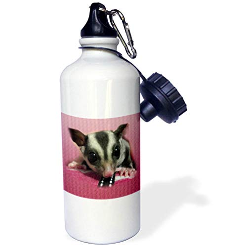 3dRose "Young Sugar Glider" Sports Water Bottle, 21 oz, White