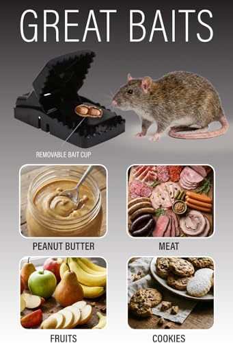 Rat Traps Indoor (2 Pack) Catch Rats, Mice, and Voles Fast with These Simple to Bait, Safe to Set, Non Electric Rat Trap for Home, Yard, and Barn - size: 2 Pack Rat Traps