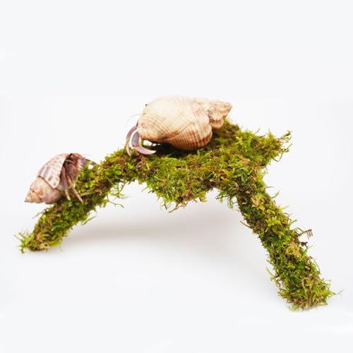 Hermit Crab Accessories, 7 Inch Adjustable Hermit Crab Climbing Toys, Mini Play and Hide Platforms