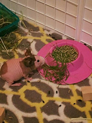 Tip-Proof Ergonomic Pet Bowl for Guinea Pig and Other Small Pets, 1/4-Cup Small Size, Lilac (Purple) - size: Small 1/4 cup