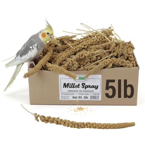 A&E Cage Co AE9055 Premium French Millet Spray, 5 lb Bulk Box Bird Treat | Grown in France, Natural Whole Sprays, Bulk Supply for Breeders & Multi-Bird Homes, Encourages Foraging - size: 5lbs