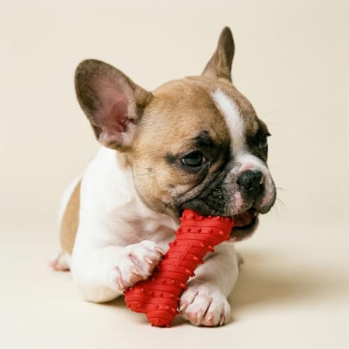 Playology Puppy Teething Bone Dog Chew Toy - Small, Beef Scent | Great For Puppies and Young Dogs, Teeting Nubs Soothe Gums, Durable Rubber, Small Breed - size: Small, style: Beef