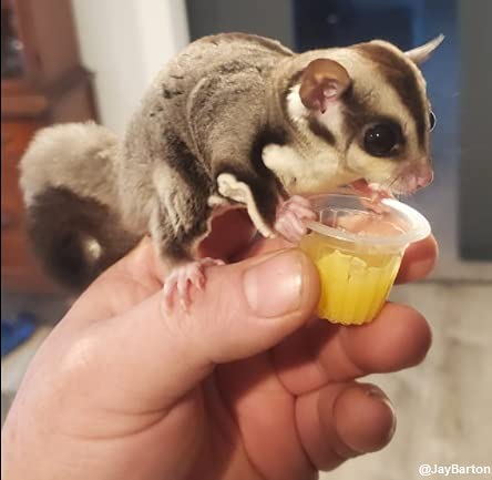 Nectar Pods (Mango) - Calcium-Fortified Jelly Fruit Treat - Sugar Gliders, Marmosets, Squirrels, Parrots, Cockatiels, Parakeets, Lovebirds, Conures, Hamsters, Day Geckos, Kinkajous & Other Small Pets