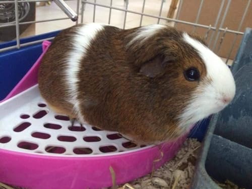 Hypeety Rabbit Litter Box Corner Potty Tray Toilet for Guinea Pig Ferret | Durable, easy-clean plastic, corne design, for rabbit/guinea pig/chinchilla/small pet, includes grid to separate waste, blue - color: Blue