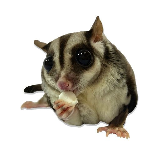 Yogu Drops With Papaya (4.5 oz.) - Healthy Natural Fruit & Yogurt Treat - For Sugar Gliders, Rats, Chinchillas, Ferrets, Parrots, Hamsters, Squirrels, Hedgehogs, Guinea Pigs, Rabbits & Small Pets